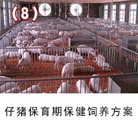 仔豬保育期保健飼養方案